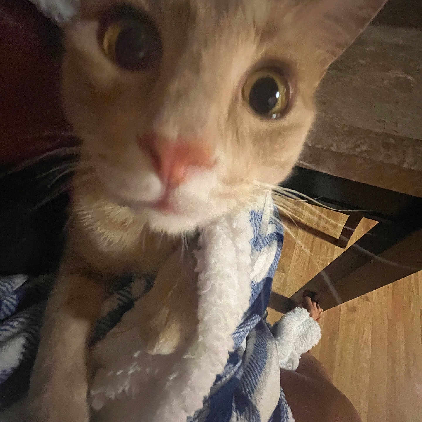 Milo is registered to the contest to win money with this photo: animal, blanket, cat, close_up, cozy, curious, cute, domestic_animal, feline, foot, fur, home, indoor, looking_at_camera, paw, person_leg, pet, whiskers, wide_eyes, wooden_floor