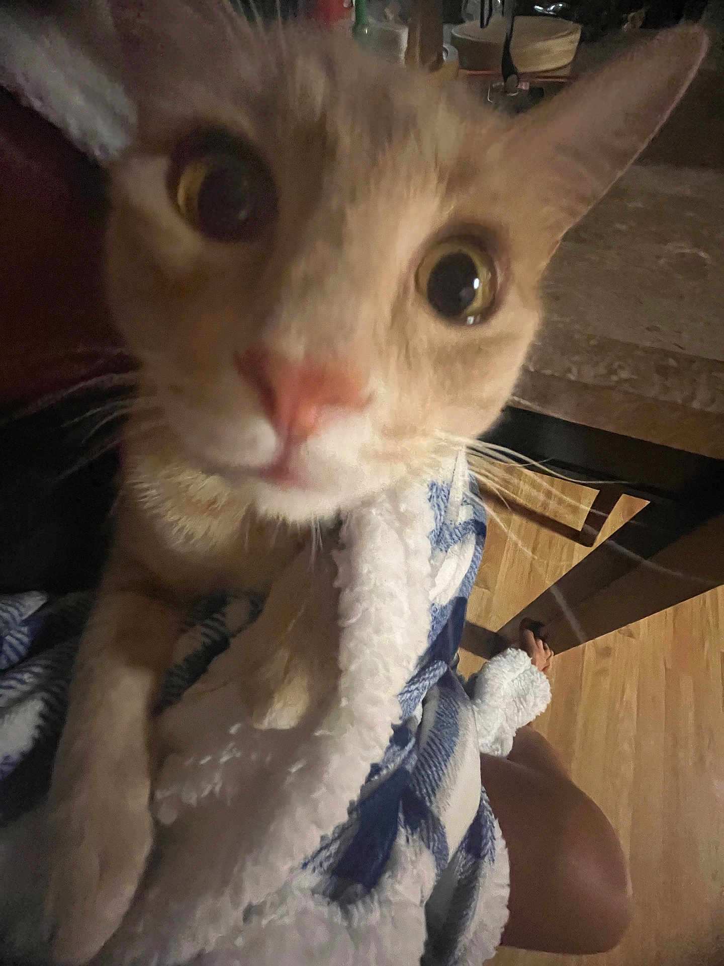 Milo is registered to the contest to win money with this photo: cat, close_up, curious, wide_eyes, blanket, cozy, indoor, wooden_floor, pet, fur, whiskers, paw, domestic_animal, looking_at_camera, person_leg, foot, home, feline, animal, cute