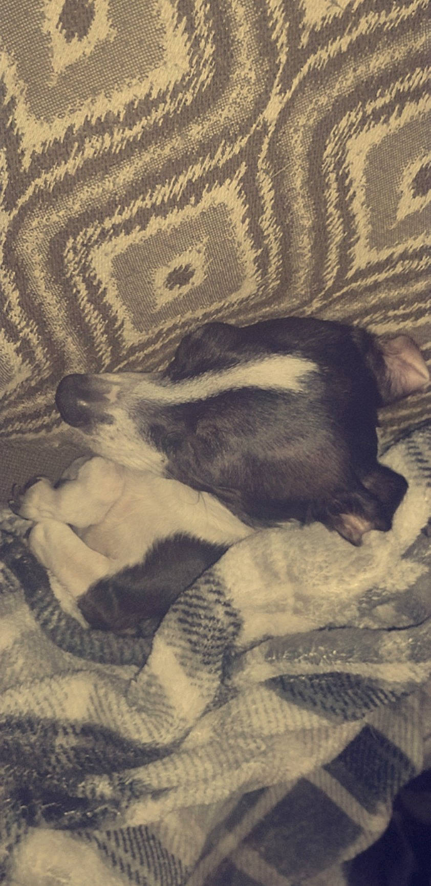 Ottie joined the competition — help win amazing prizes! carnivore, cloud, comfort, companion_dog, dog, dog_breed, fur, human_leg, linens, monochrome, monochrome_photography, nap, pattern, paw, sporting_group, tail, terrestrial_animal, tints_and_shades, wood, working_animal