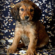 Phoebe participe au concours pour gagner de l'argent avec cette photo : adorable, animal, background, brown, canine, cute, dog, ears, eyes, face, fluffy, fur, pattern, paw, pet, portrait, puppy, sitting, studio, young