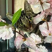 Merts joined the competition — help win amazing prizes! animal, cat, closeup, curious, cute, face, feline, flower, green_eyes, indoor, leaf, nature, pet, pink_flower, plant, playful, portrait, soft_light, tabby, whiskers