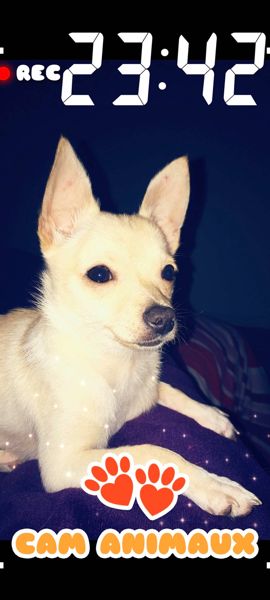 Popy a rejoint le concours — aidez-le/la à gagner de superbes lots ! canidae, carnivore, companion_dog, dishware, dog, dog_breed, dog_supply, fawn, font, kitchen_utensil, photo_caption, plate, platter, serveware, snout, tableware, terrestrial_animal, toy_dog, whiskers, working_animal