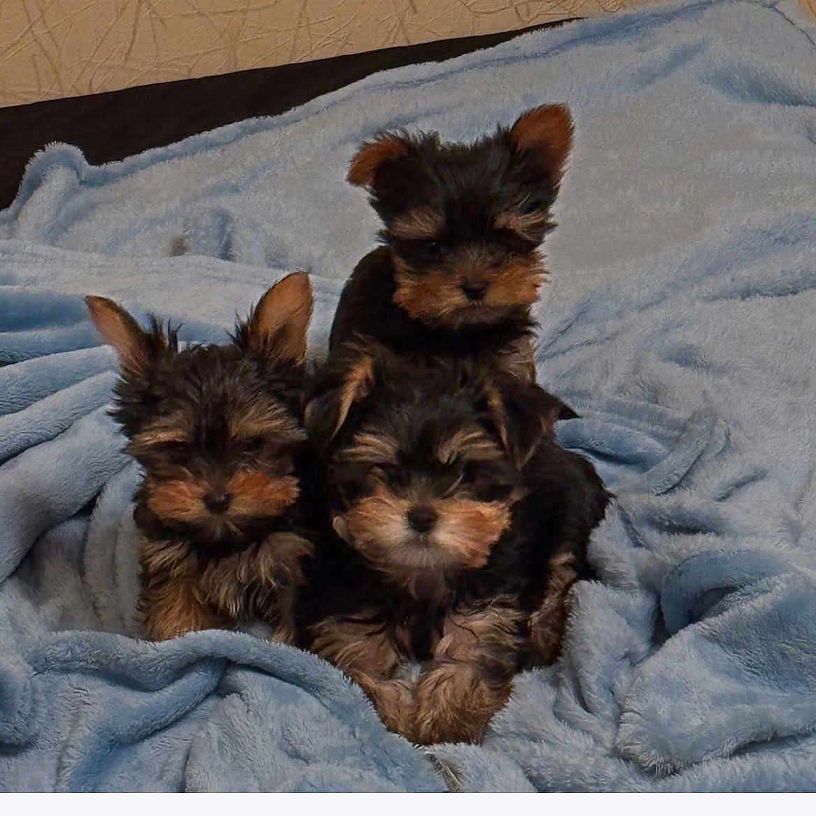 Vaiana a rejoint le concours — aidez-le/la à gagner de superbes lots ! animal, blanket, canine, dog, pet, puppy, terrier