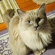 Gypsy is registered to the contest to win money with this photo: cat, fluffy, long_hair, pet, animal, indoor, mammal, feline, whiskers, ears, face, eyes, fur, tail, floor, rug, domestic, cute, closeup, looking_up