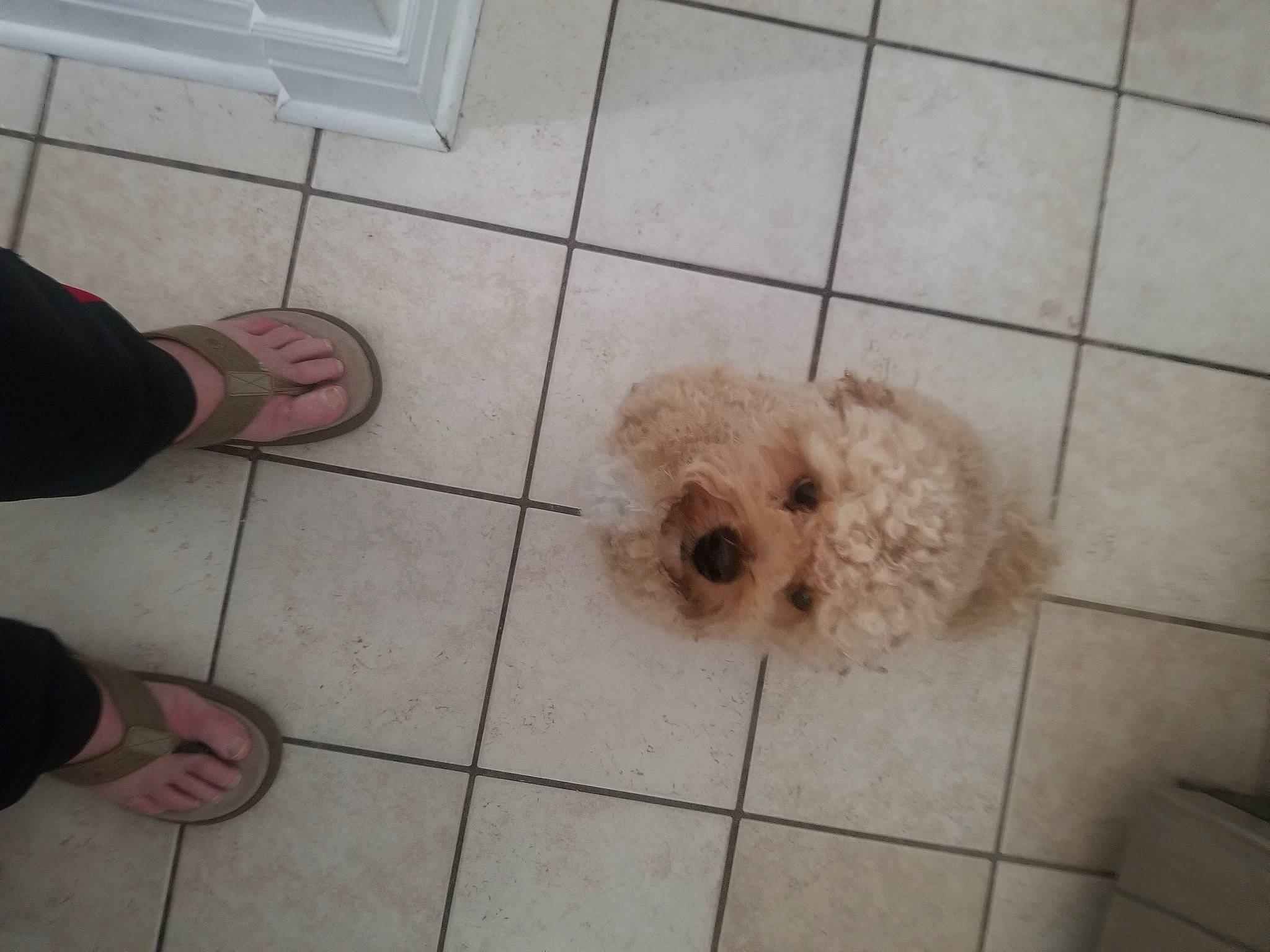 Jameson is registered to the contest to win money with this photo: carnivore, companion_dog, dog, dog_breed, dog_supply, floor, flooring, foot, fur, hardwood, labradoodle, pet_supply, shih_poo, small_terrier, sporting_group, terrier, tile, toy_dog, working_animal, yorkipoo