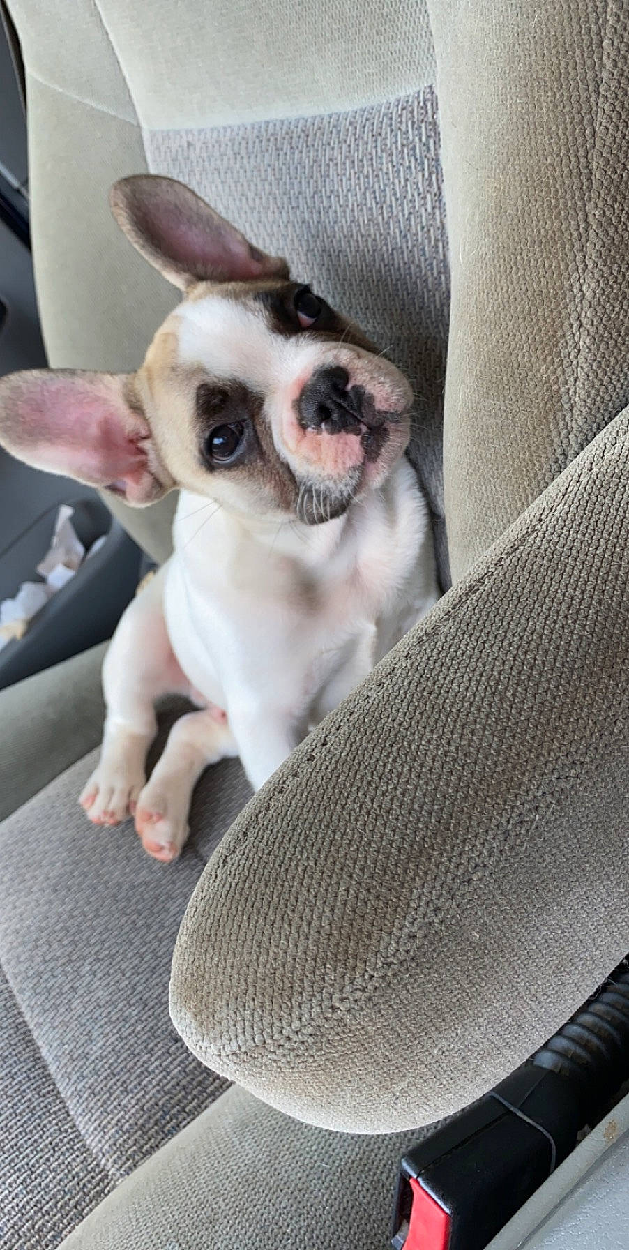 Cash Money joined the competition — help win amazing prizes! canidae, carnivore, chihuahua, companion_dog, dog, dog_breed, fawn, french_bulldog, mammal, non_sporting_group, puppy, snout, toy_dog, vertebrate