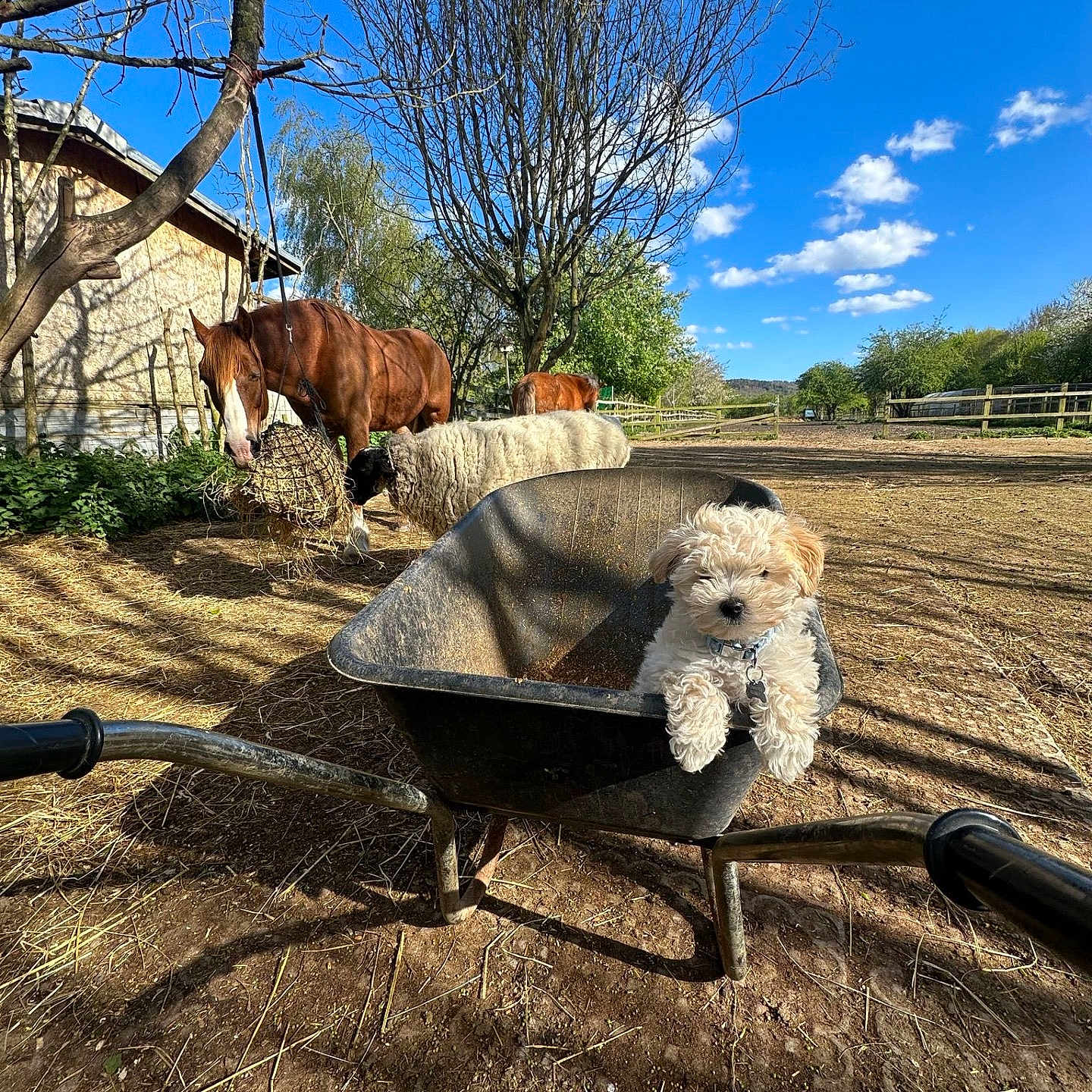 Winston is registered to the contest to win money with this photo: animal, bathing, canine, cattle, countryside, cow, dog, horse, livestock, nature, outdoors, person, pet, puppy, pushing, sitting, transportation, vehicle, walkingdog, yard