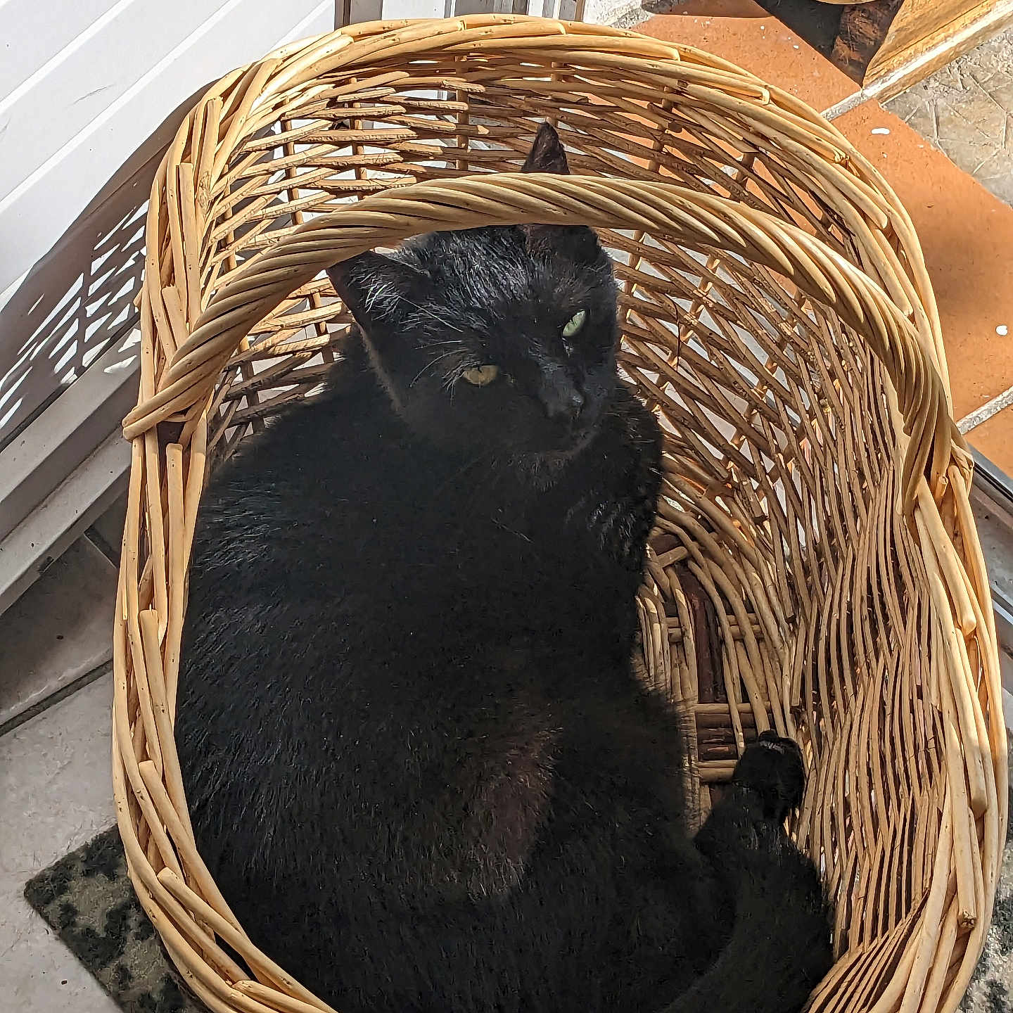 Vador a rejoint le concours — aidez-le/la à gagner de superbes lots ! abyssinian, adult, animal, basket, bed, blackcat, cat, cradle, furniture, hardwood, kitten, male, man, manx, person, pet, shoppingbasket, wood, woven