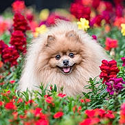 Franklin joined the competition — help win amazing prizes! dog, pomeranian, fluffy, smiling, flowers, garden, colorful, greenery, nature, pet, cute, outdoor, happy, canine, small_dog, fur, tongue, spring, vibrant, portrait