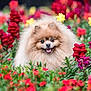 dog, pomeranian, fluffy, smiling, flowers, garden, colorful, greenery, nature, pet, cute, outdoor, happy, canine, small_dog, fur, tongue, spring, vibrant, portrait