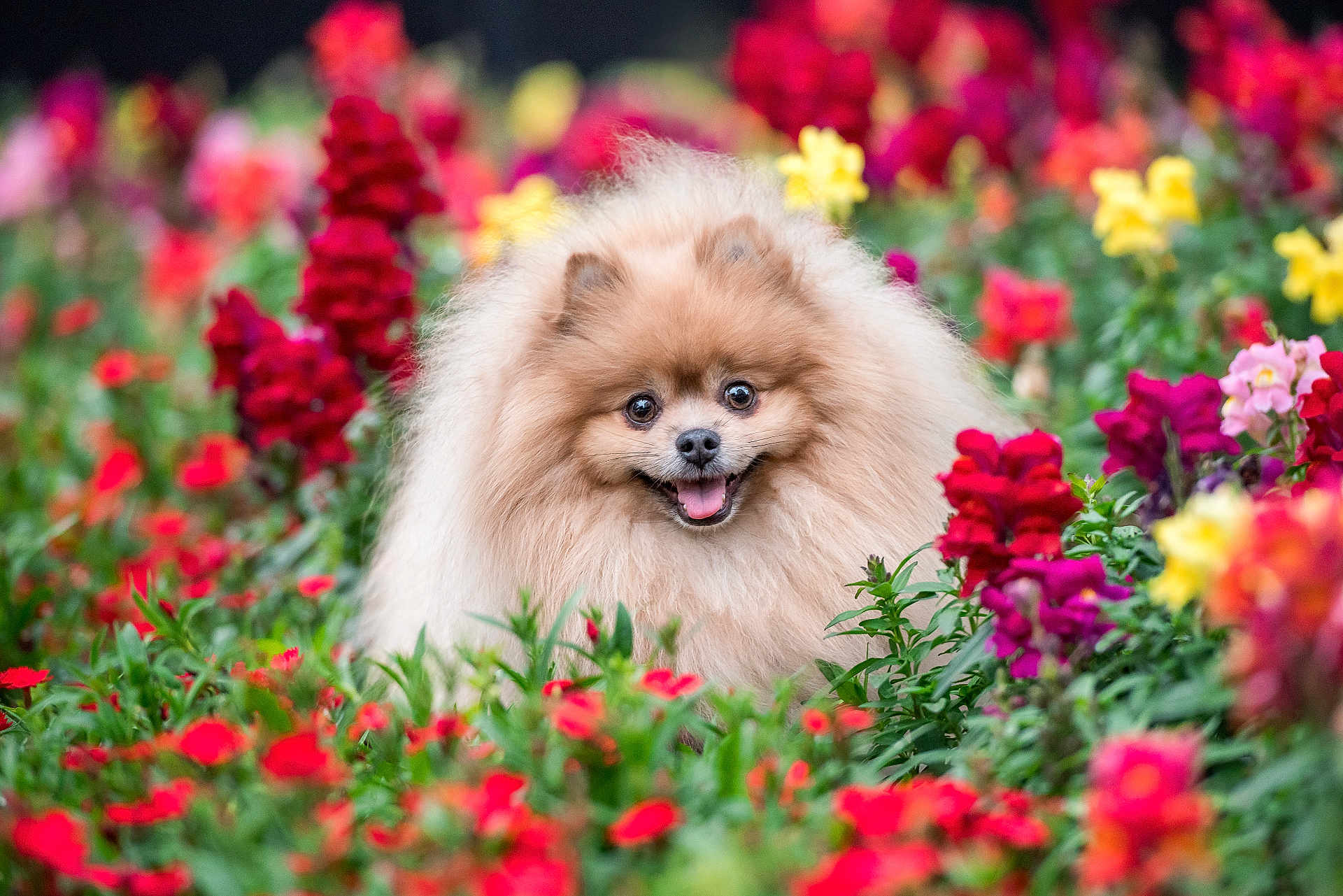 Franklin joined the competition — help win amazing prizes! dog, pomeranian, fluffy, smiling, flowers, garden, colorful, greenery, nature, pet, cute, outdoor, happy, canine, small_dog, fur, tongue, spring, vibrant, portrait