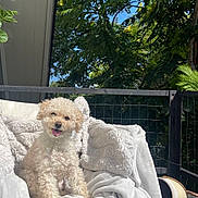 Chloé joined the competition — help win amazing prizes! backyard, chair, cozy, curly_hair, daylight, dog, fence, fur, greenery, happy, nature, outdoor, pet, relaxing, smiling, summer, sunlight, tongue_out, trees, white_blanket