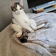 Nala a rejoint le concours — aidez-le/la à gagner de superbes lots ! cat, animal, pet, feline, indoor, blanket, fur, yellow_eyes, sitting, cozy, curious, tabby, white_fur, tail, paw, television, furniture, home, relaxing, soft