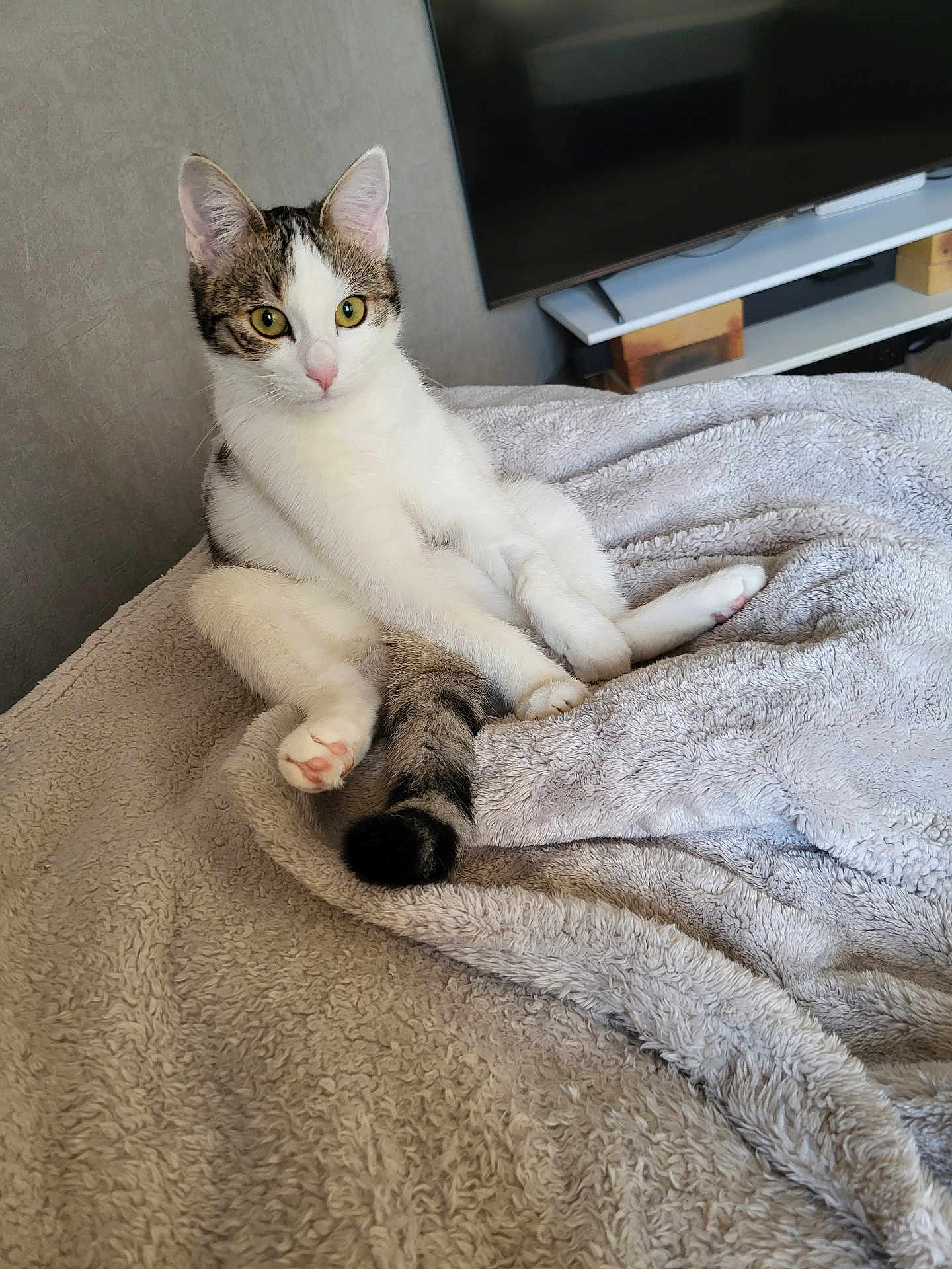 Nala a rejoint le concours — aidez-le/la à gagner de superbes lots ! cat, animal, pet, feline, indoor, blanket, fur, yellow_eyes, sitting, cozy, curious, tabby, white_fur, tail, paw, television, furniture, home, relaxing, soft