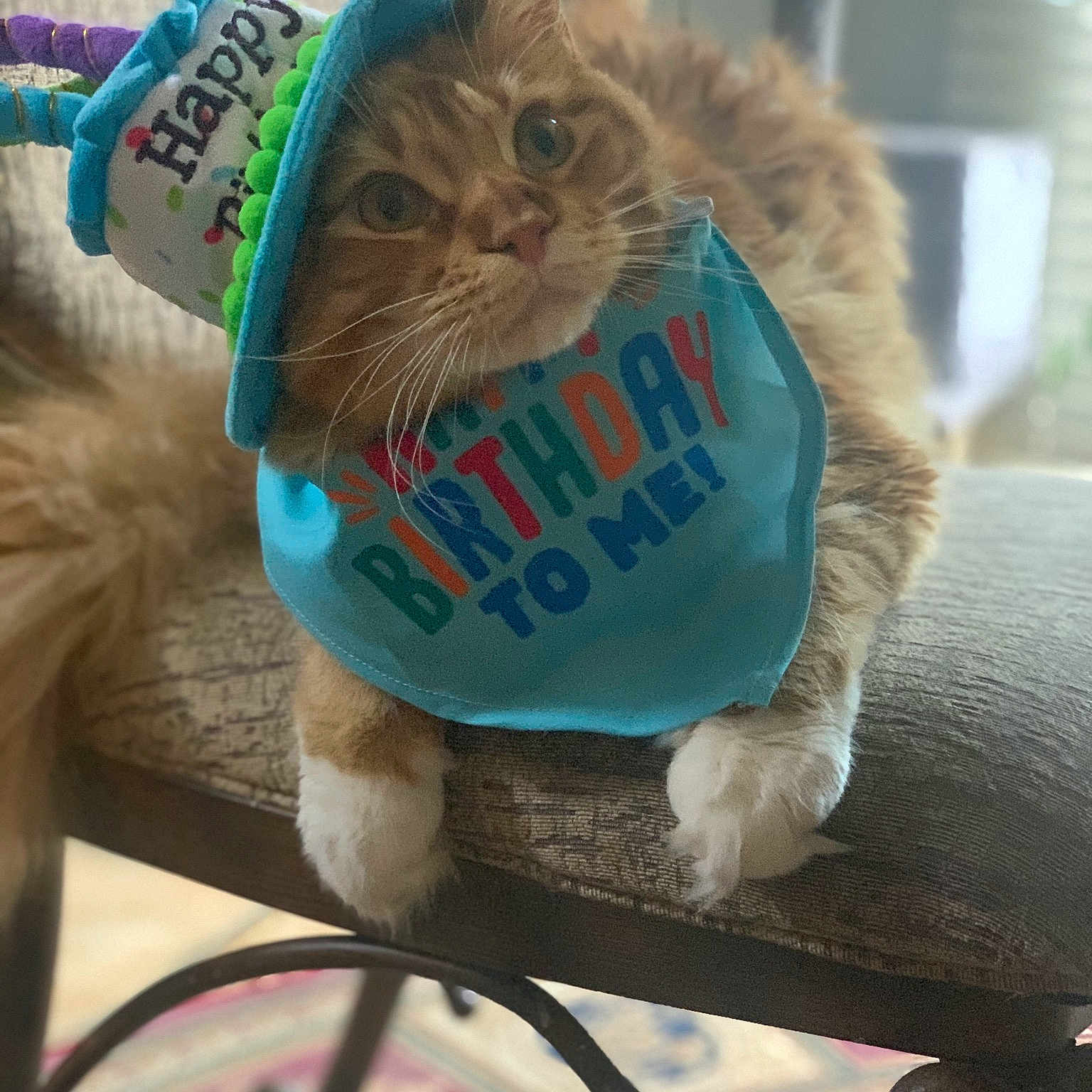 High C is registered to the contest to win money with this photo: carnivore, cat, cat_supply, collar, domestic_short_haired_cat, electric_blue, fashion_accessory, fawn, felidae, fur, mammal, paw, small_to_medium_sized_cats, tail, thread, vertebrate, whiskers, window, winter, wool