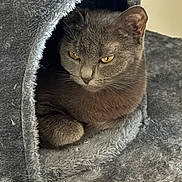 Aria a rejoint le concours — aidez-le/la à gagner de superbes lots ! cat, gray_cat, feline, pet, animal, indoor, cozy, cat_condo, fur, resting, yellow_eyes, cute, whiskers, ears, paw, portrait, close_up, home, comfortable, relaxed