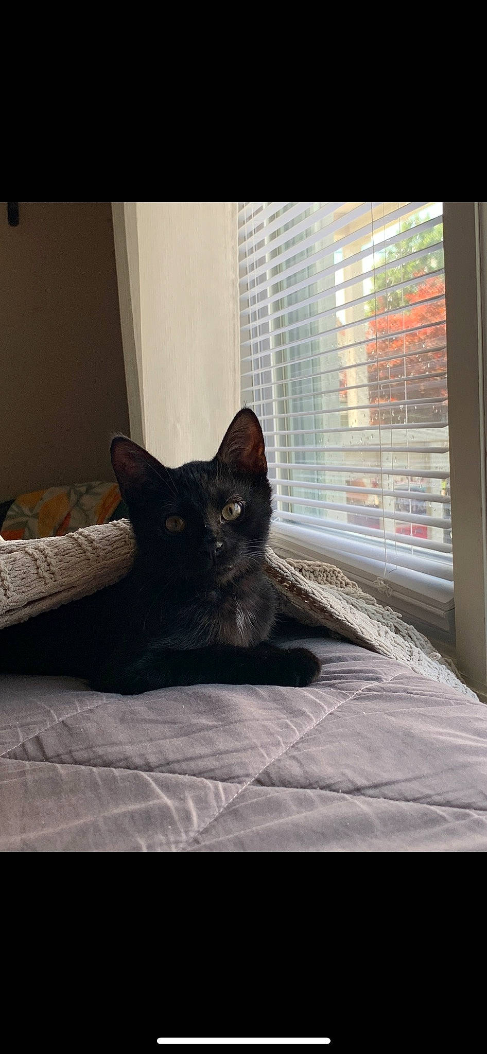 Bagheera joined the competition — help win amazing prizes! bed, black_cat, bombay, carnivore, cat, cat_supply, comfort, domestic_short_haired_cat, felidae, floor, flooring, grey, linens, small_to_medium_sized_cats, snout, tail, tints_and_shades, whiskers, window, window_blind