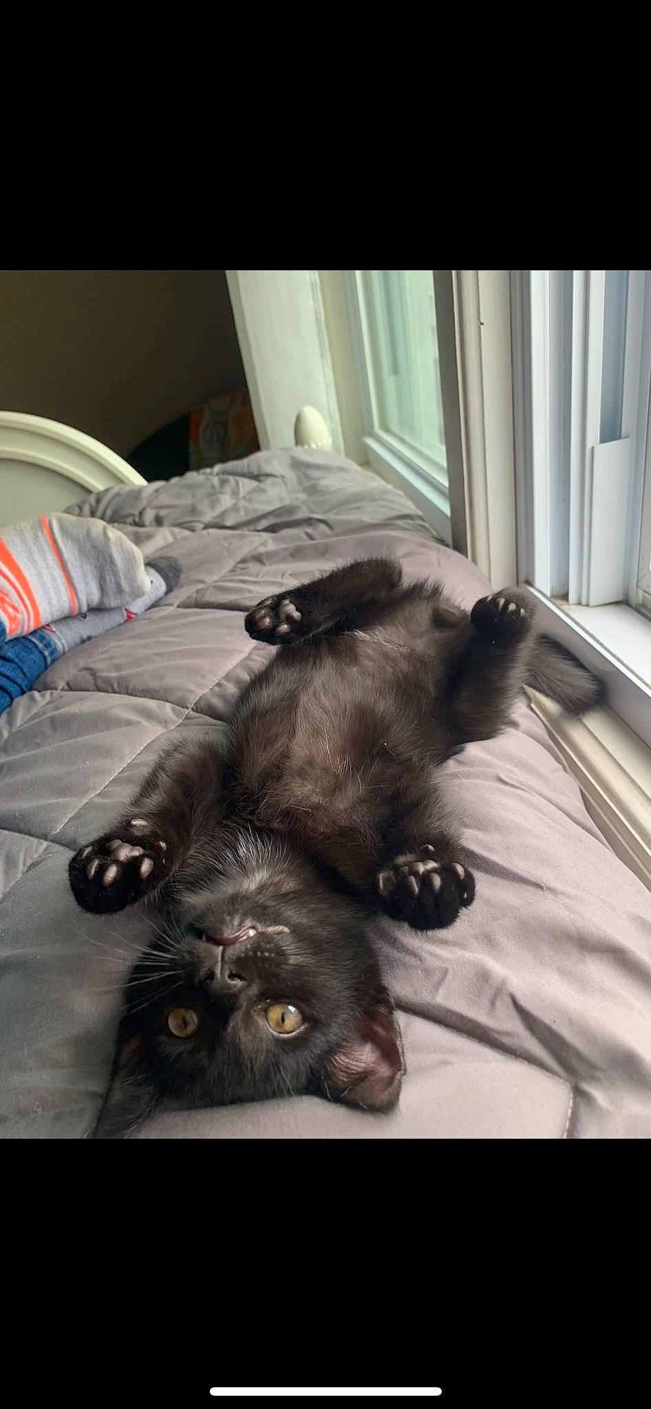 Bagheera joined the competition — help win amazing prizes! bed, bed_sheet, bedding, carnivore, comfort, companion_dog, dog_breed, duvet, felidae, flooring, fur, grey, linens, liver, room, small_to_medium_sized_cats, terrestrial_animal, textile, whiskers, working_animal