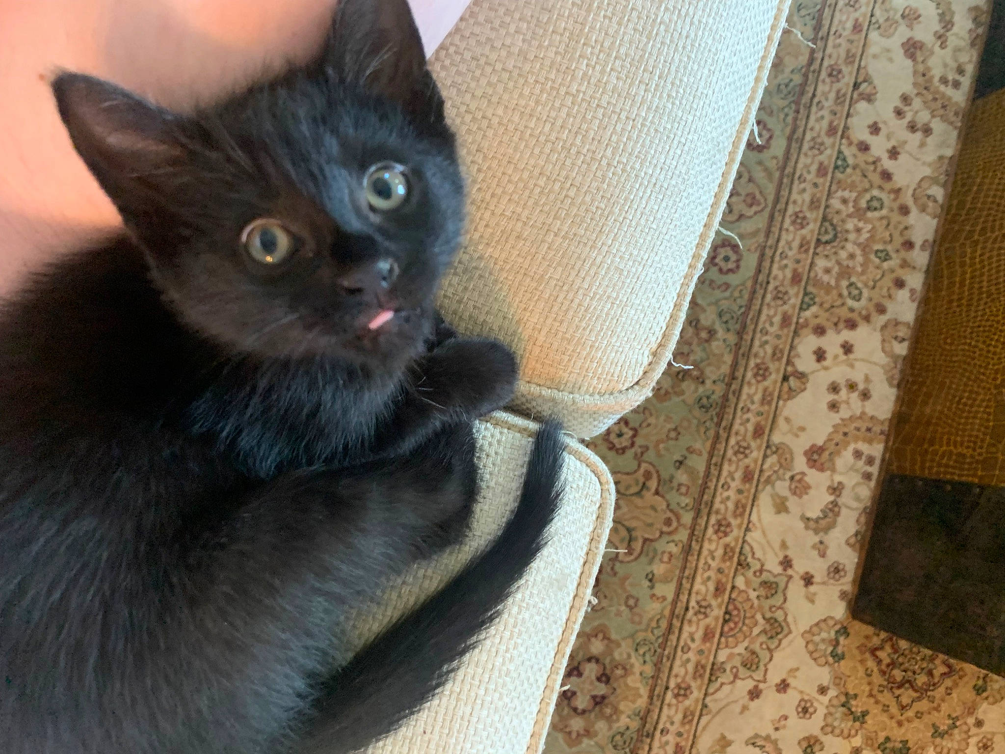 Bagheera joined the competition — help win amazing prizes! black_cat, bombay, carnivore, cat, cat_supply, comfort, domestic_short_haired_cat, ear, felidae, flooring, fur, grey, hardwood, havana_brown, pet_supply, small_to_medium_sized_cats, snout, tail, whiskers, wood