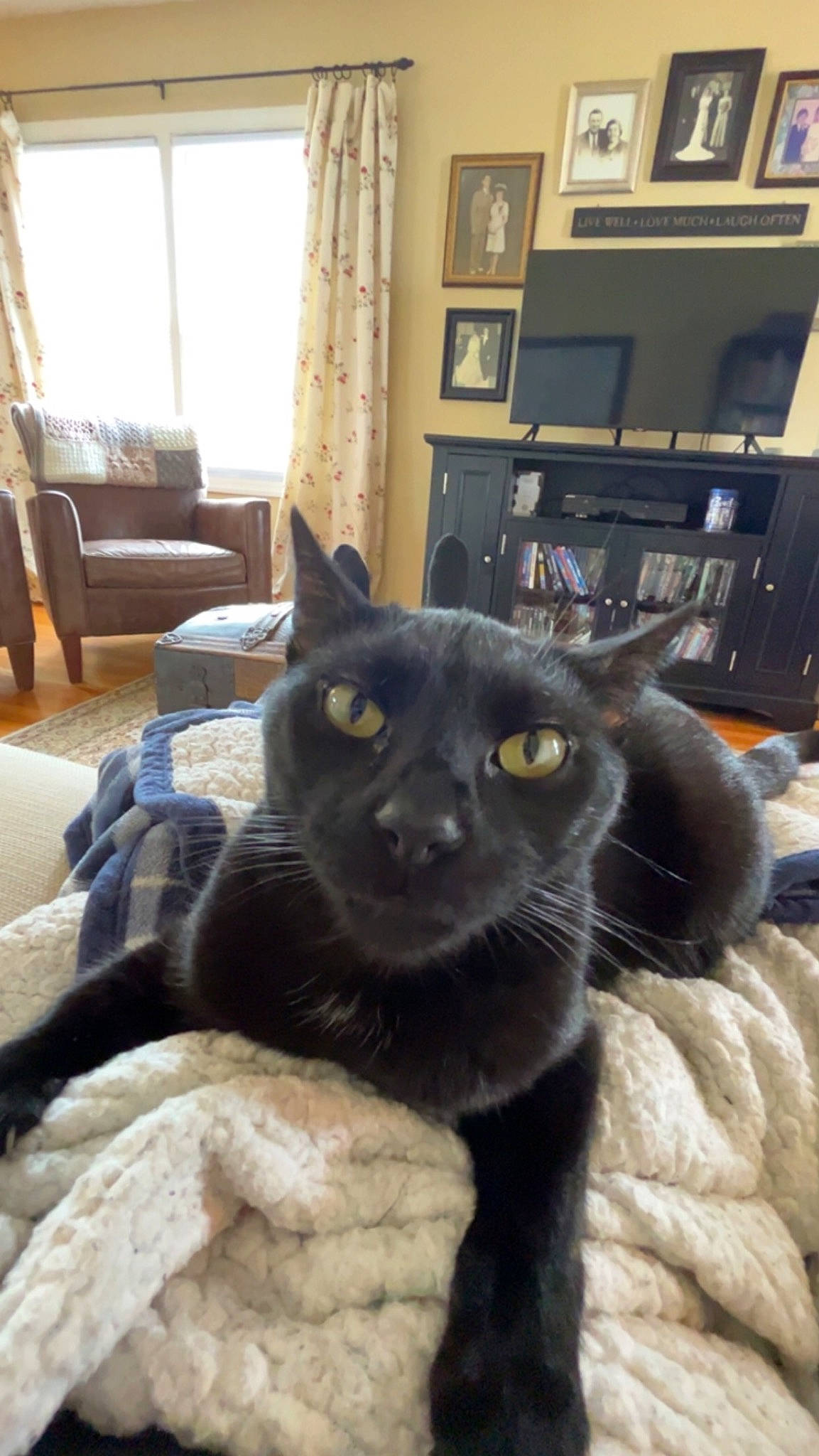 Bagheera is registered to the contest to win money with this photo: black_cat, bombay, carnivore, cat, cat_furniture, chair, claw, comfort, curtain, domestic_short_haired_cat, felidae, fur, picture_frame, plant, room, small_to_medium_sized_cats, snout, tail, whiskers, window