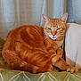 cat, orange_tabby, indoor, cushion, fabric, curtains, pet, animal, feline, resting, relaxed, paw, whiskers, ears, tail, home, cozy, green, white, fur