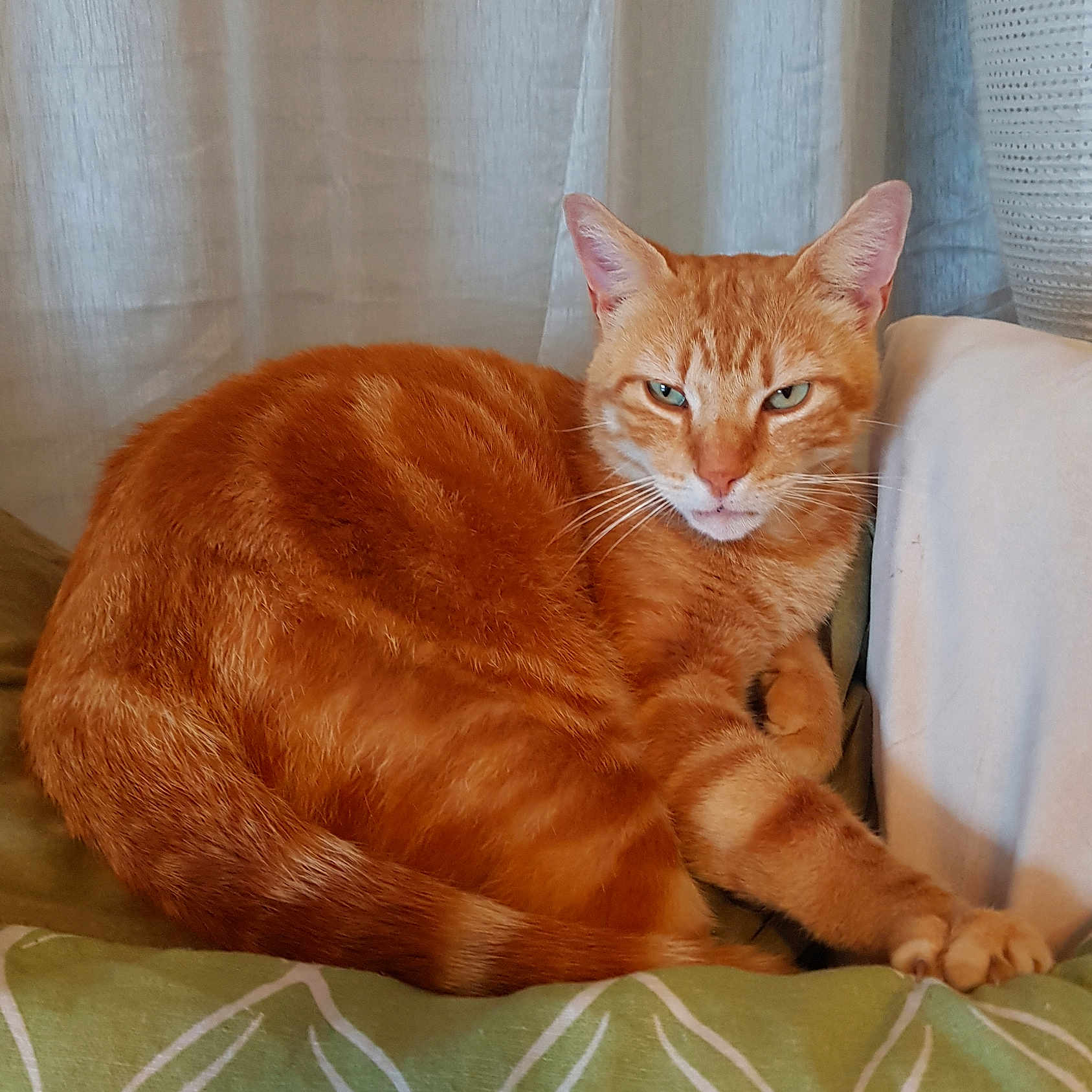 Peluchon a rejoint le concours — aidez-le/la à gagner de superbes lots ! animal, cat, cozy, curtains, cushion, ears, fabric, feline, fur, green, home, indoor, orange_tabby, paw, pet, relaxed, resting, tail, whiskers, white
