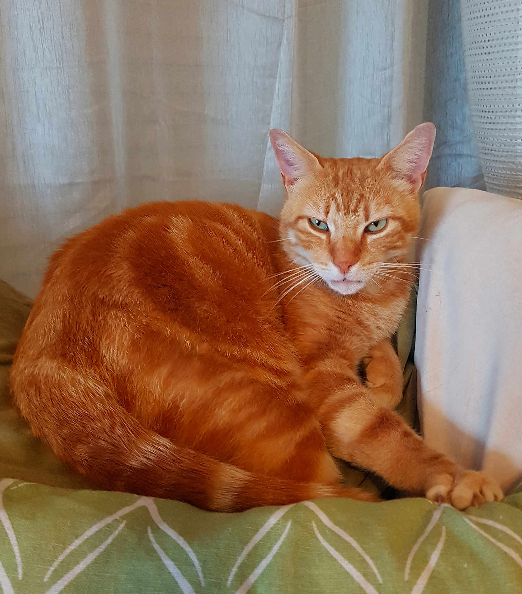 Peluchon a rejoint le concours — aidez-le/la à gagner de superbes lots ! cat, orange_tabby, indoor, cushion, fabric, curtains, pet, animal, feline, resting, relaxed, paw, whiskers, ears, tail, home, cozy, green, white, fur