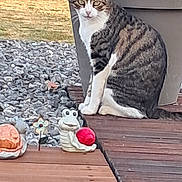 Lutz participe au concours pour gagner de l'argent avec cette photo : cat, tabby_cat, animal, pet, outdoor, garden, planter, wooden_deck, grass, rocks, decoration, frog_figurine, red_ball, plant, nature, daylight, sitting, animal_face, eyes, ears