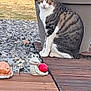 cat, tabby_cat, animal, pet, outdoor, garden, planter, wooden_deck, grass, rocks, decoration, frog_figurine, red_ball, plant, nature, daylight, sitting, animal_face, eyes, ears