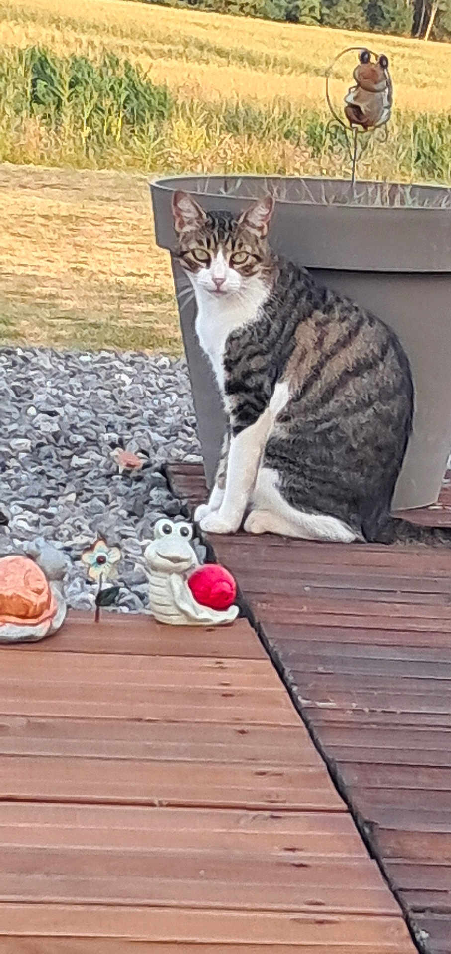 Lutz participe au concours pour gagner de l'argent avec cette photo : cat, tabby_cat, animal, pet, outdoor, garden, planter, wooden_deck, grass, rocks, decoration, frog_figurine, red_ball, plant, nature, daylight, sitting, animal_face, eyes, ears