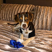 Macho joined the competition — help win amazing prizes! puppy, dog, bed, pillows, blanket, collar, bell, tag, black_and_white_outfit, blue_scrunchie, fur, cute, pet, indoor, resting, looking_at_camera, soft_texture, cozy, animal, young_dog