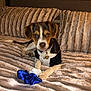 puppy, dog, bed, pillows, blanket, collar, bell, tag, black_and_white_outfit, blue_scrunchie, fur, cute, pet, indoor, resting, looking_at_camera, soft_texture, cozy, animal, young_dog