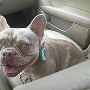 Chloe Jane is registered to the contest to win money with this photo: adorable, animal, bow, canine, car, closeup, companion, cute, dog, ears, french_bulldog, friendly, happy, indoor, leather_seat, pet, seat, smiling, tongue_out, transportation
