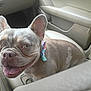 adorable, animal, bow, canine, car, closeup, companion, cute, dog, ears, french_bulldog, friendly, happy, indoor, leather_seat, pet, seat, smiling, tongue_out, transportation