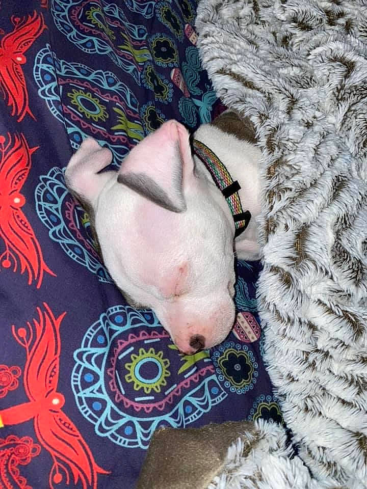 Ralo is registered to the contest to win money with this photo: art, carnivore, chest, companion_dog, dog, dog_breed, dog_clothes, dog_supply, electric_blue, fashion_accessory, fawn, foot, fur, human_leg, linens, pattern, sporting_group, textile, thigh, trunk