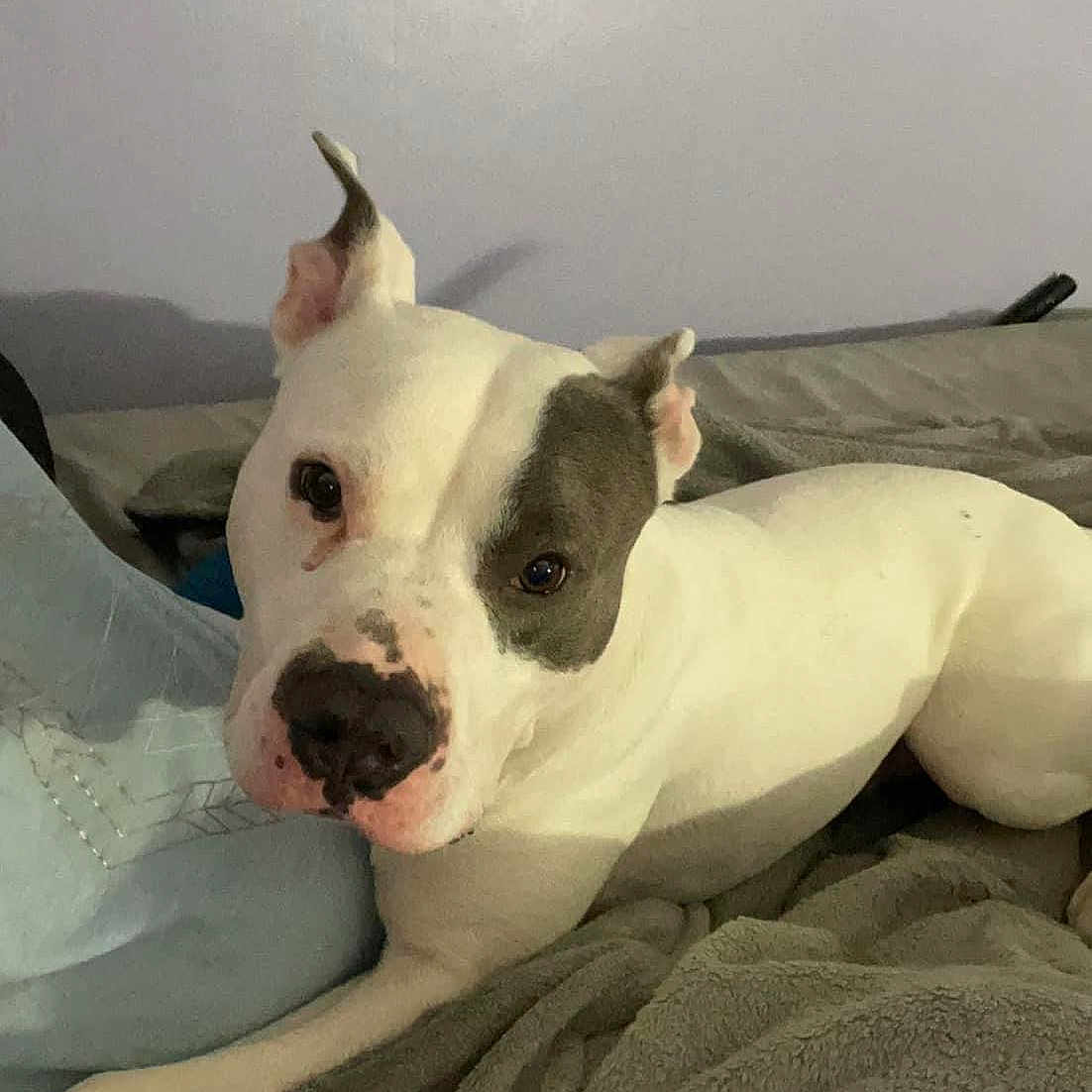 Ralo is registered to the contest to win money with this photo: bull_terrier, bull_terrier_miniature, canidae, carnivore, comfort, companion_dog, dog, dog_breed, ear, english_white_terrier, fang, fawn, non_sporting_group, old_english_terrier, snout, sporting_group, terrestrial_animal, whiskers, working_animal
