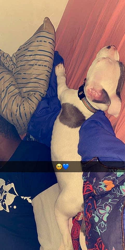 Ralo joined the competition — help win amazing prizes! blue, carnivore, cloud, comfort, companion_dog, cool, dog, electric_blue, happy, human_leg, knee, lap, linens, muscle, pillow, selfie, t_shirt, textile, thigh, trunk