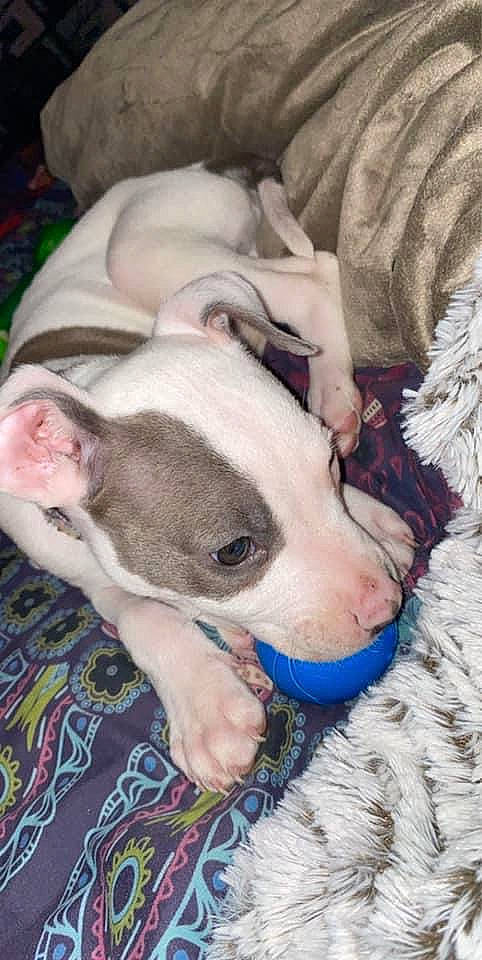 Ralo joined the competition — help win amazing prizes! canidae, carnivore, comfort, companion_dog, couch, dog, dog_breed, ear, fawn, fur, linens, nap, non_sporting_group, paw, snout, sporting_group, terrestrial_animal, whiskers, working_animal, wrinkle