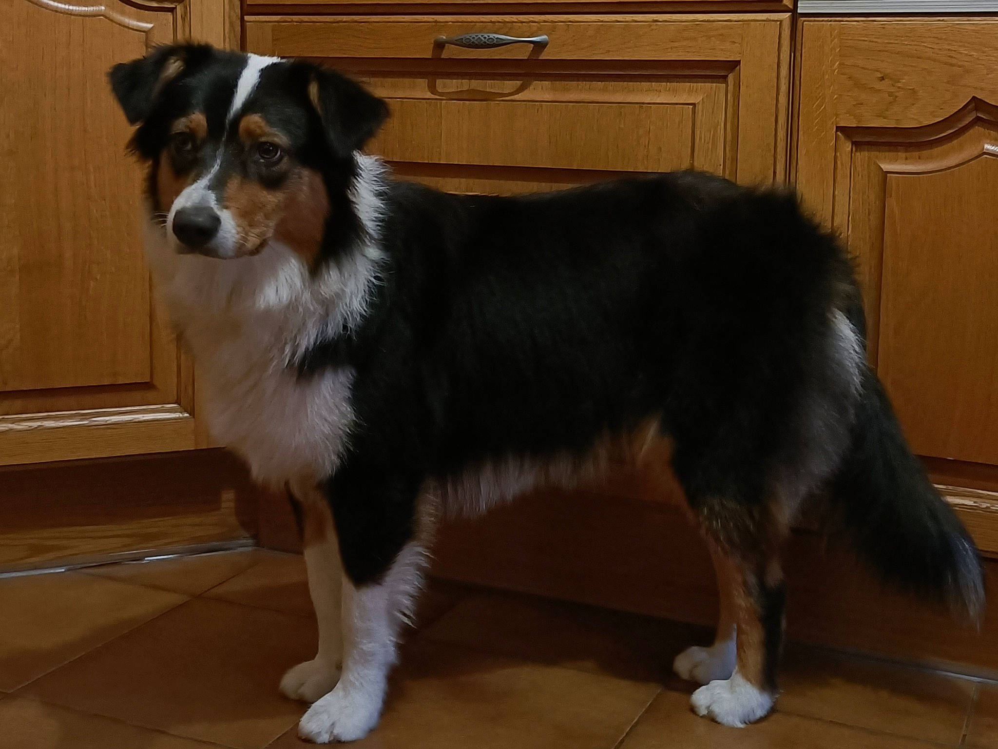 Summer a rejoint le concours — aidez-le/la à gagner de superbes lots ! australian_collie, cabinetry, canidae, carnivore, companion_dog, dog, dog_breed, drawer, flooring, fur, hardwood, herding_dog, snout, sporting_group, tail, terrestrial_animal, whiskers, wood, working_animal, working_dog