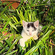 Walle is registered to the contest to win money with this photo: adorable, animal, black, cat, closeup, curious, cute, daylight, fur, garden, greenery, kitten, leaves, nature, outdoor, pet, plants, sunlight, white, young