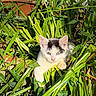 adorable, animal, black, cat, closeup, curious, cute, daylight, fur, garden, greenery, kitten, leaves, nature, outdoor, pet, plants, sunlight, white, young