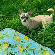 Péna participe au concours pour gagner de l'argent avec cette photo : dog, chihuahua, grass, outdoor, pet, small_dog, sunlight, greenery, blanket, picnic, lemon_pattern, nature, animal, cute, alert, fur, ears, tail, collar, summer