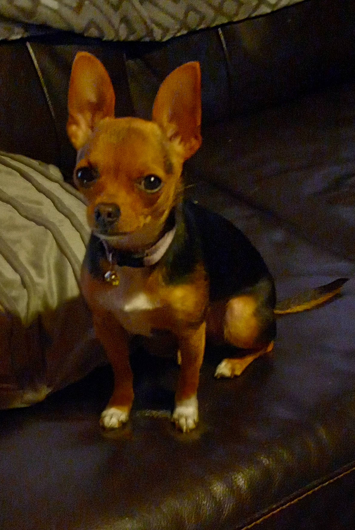 Miracle joined the competition — help win amazing prizes! ancient_dog_breeds, canidae, carnivore, chihuahua, companion_dog, corgi_chihuahua, dog, dog_breed, ear, fawn, fur, paw, prazsky_krysarik, russkiy_toy, snout, sporting_group, terrestrial_animal, toy_dog, whiskers, working_animal