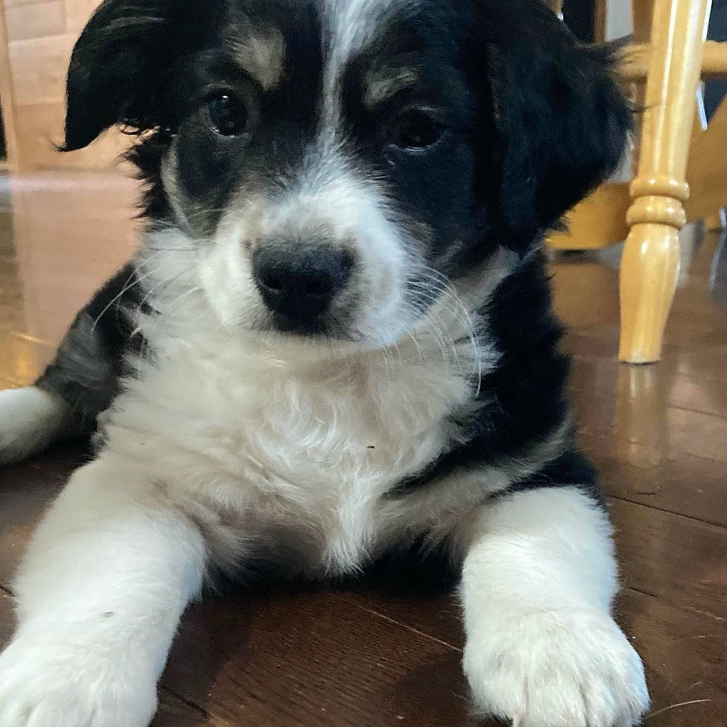 Snoopy joined the competition — help win amazing prizes! border_collie, bored, canidae, carnivore, companion_dog, dog, dog_breed, fur, gas, herding_dog, puppy, snout, sporting_group, terrestrial_animal, whiskers, working_animal, working_dog