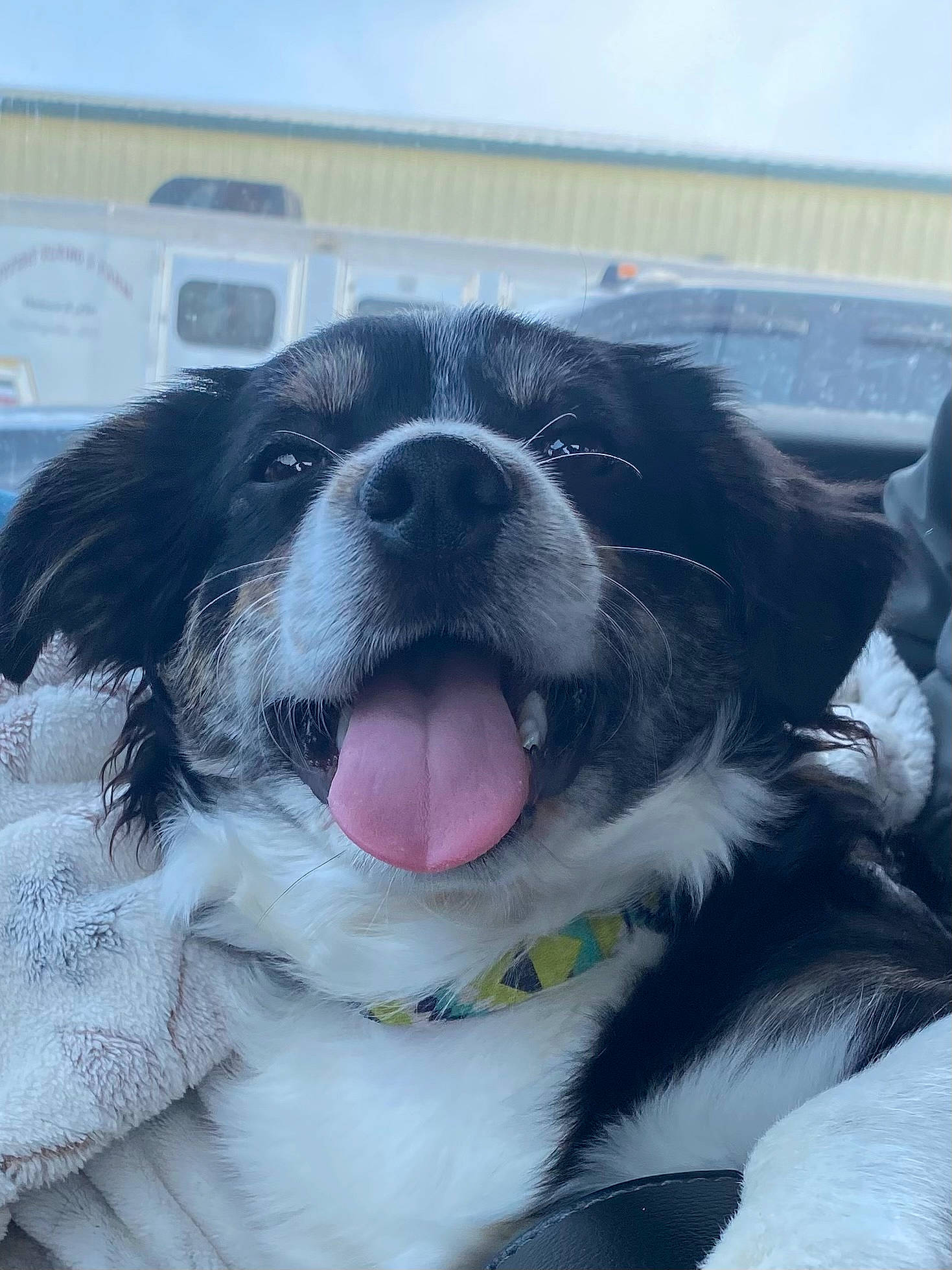 Snoopy joined the competition — help win amazing prizes! carnivore, collar, companion_dog, dog, dog_breed, dog_collar, eyewear, fang, fur, goggles, happy, head, jaw, mammal, snout, sporting_group, sunglasses, vision_care, whiskers, working_animal