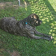 Tank joined the competition — help win amazing prizes! dog, brindle, grass, outdoor, collar, pet, relaxed, sunlight, shadow, animal, mammal, nature, resting, canine, summer, greenery, daytime, fur, large_dog, peaceful
