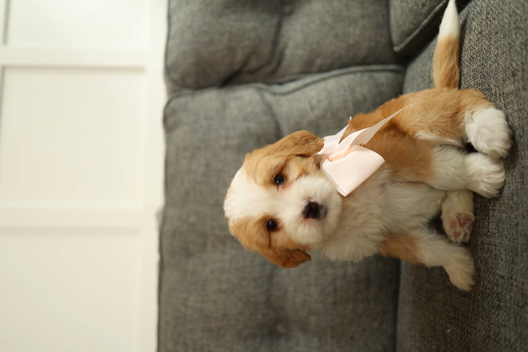 Brady is registered to the contest to win money with this photo: canidae, carnivore, collar, comfort, companion_dog, couch, dog, dog_breed, dog_collar, fawn, fur, paw, puppy, snout, sporting_group, tail, toy_dog, whiskers, wood, working_animal