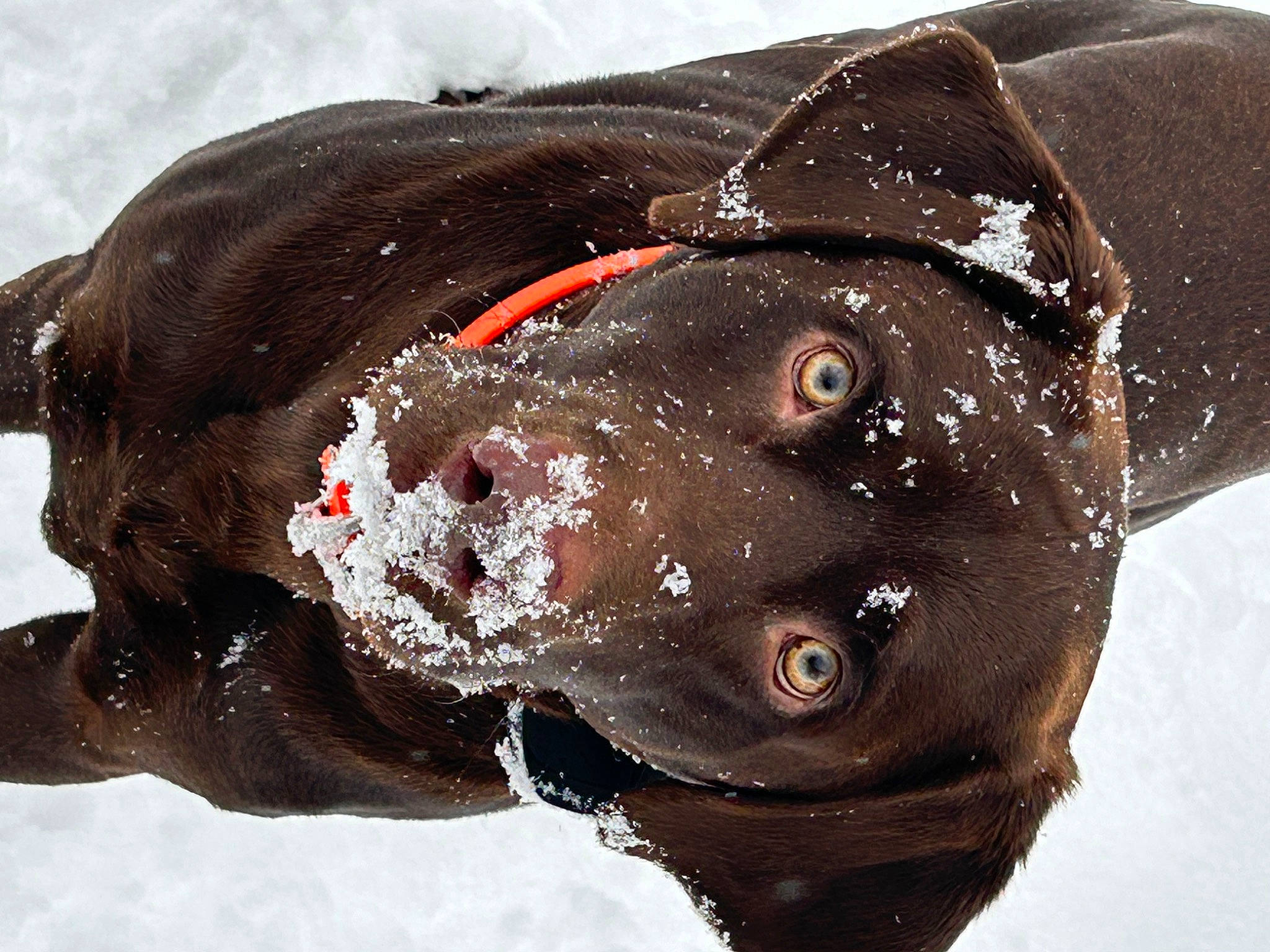 Ruger joined the competition — help win amazing prizes! canidae, carnivore, dog, dog_breed, fang, fish, jaw, liquid, liver, marine_mammal, plant, snout, snow, sporting_group, terrestrial_animal, toy, water, whiskers, window, working_animal