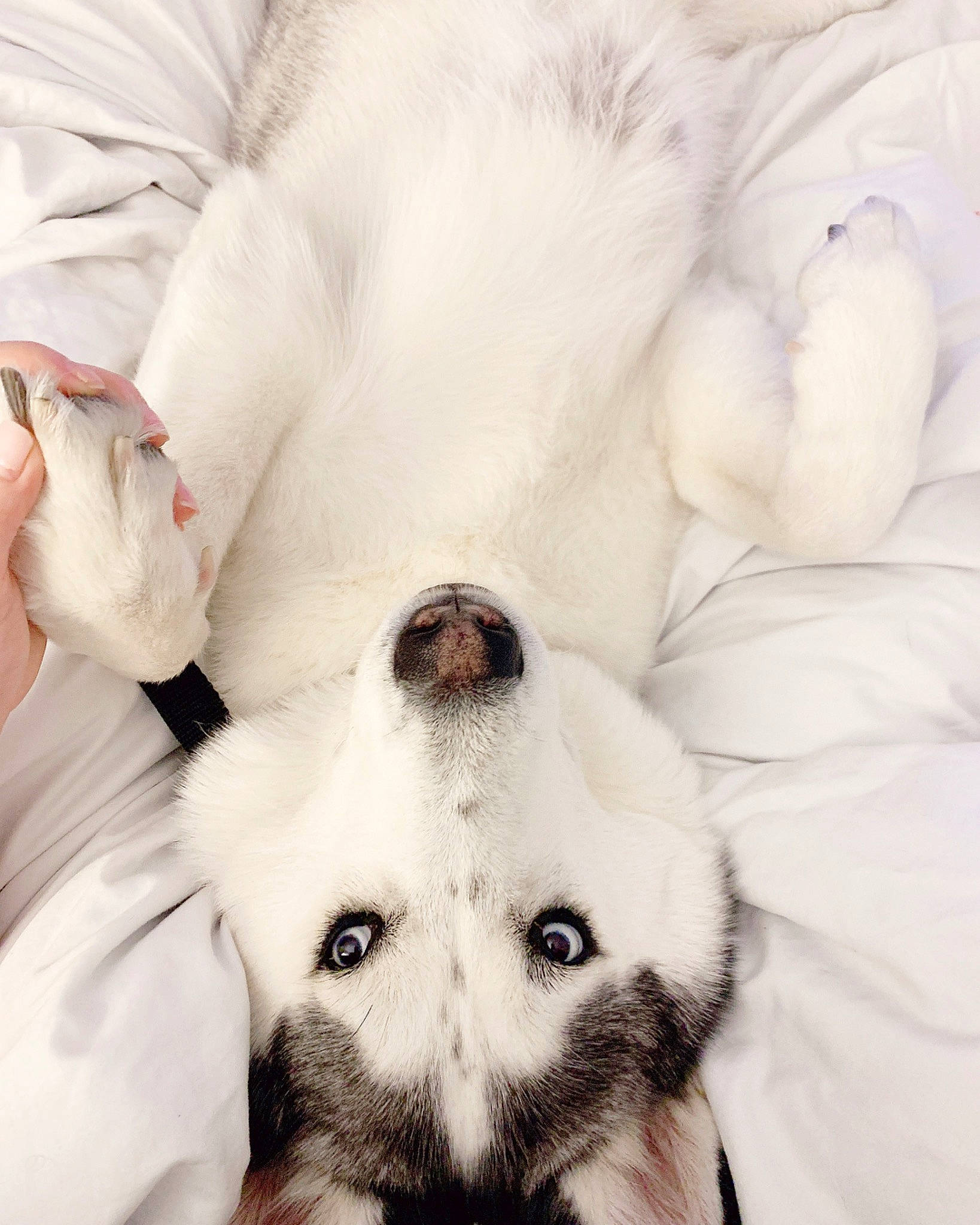 Blueberry is registered to the contest to win money with this photo: canidae, carnivore, comfort, companion_dog, dog, dog_breed, ear, eyelash, fawn, foot, fur, happy, monochrome_photography, paw, snout, sporting_group, terrestrial_animal, whiskers, white, working_animal