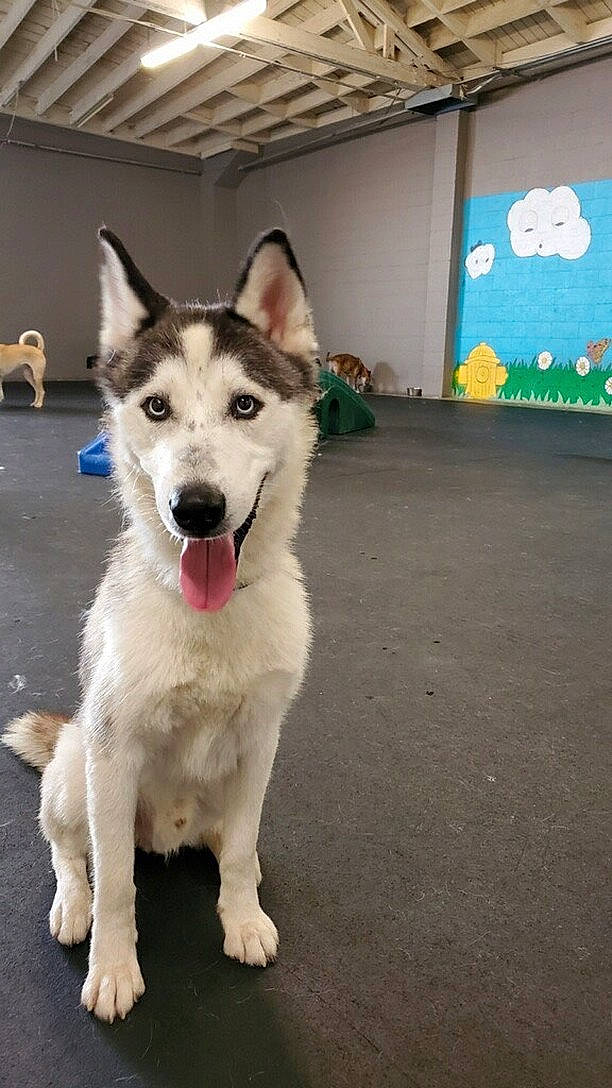 Blueberry is registered to the contest to win money with this photo: ancient_dog_breeds, canidae, carnivore, collar, companion_dog, dog, dog_breed, event, flooring, foot, fur, sled_dog, snout, sporting_group, terrestrial_animal, working_animal, working_dog